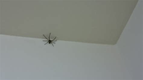 家裡出現大蜘蛛代表什麼 擋煞門簾